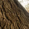 Wisteria Bark (5195) - Image 2