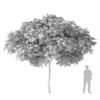 Silk Tree 5m - Image 2
