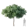 Silk Tree 5m - Image 3