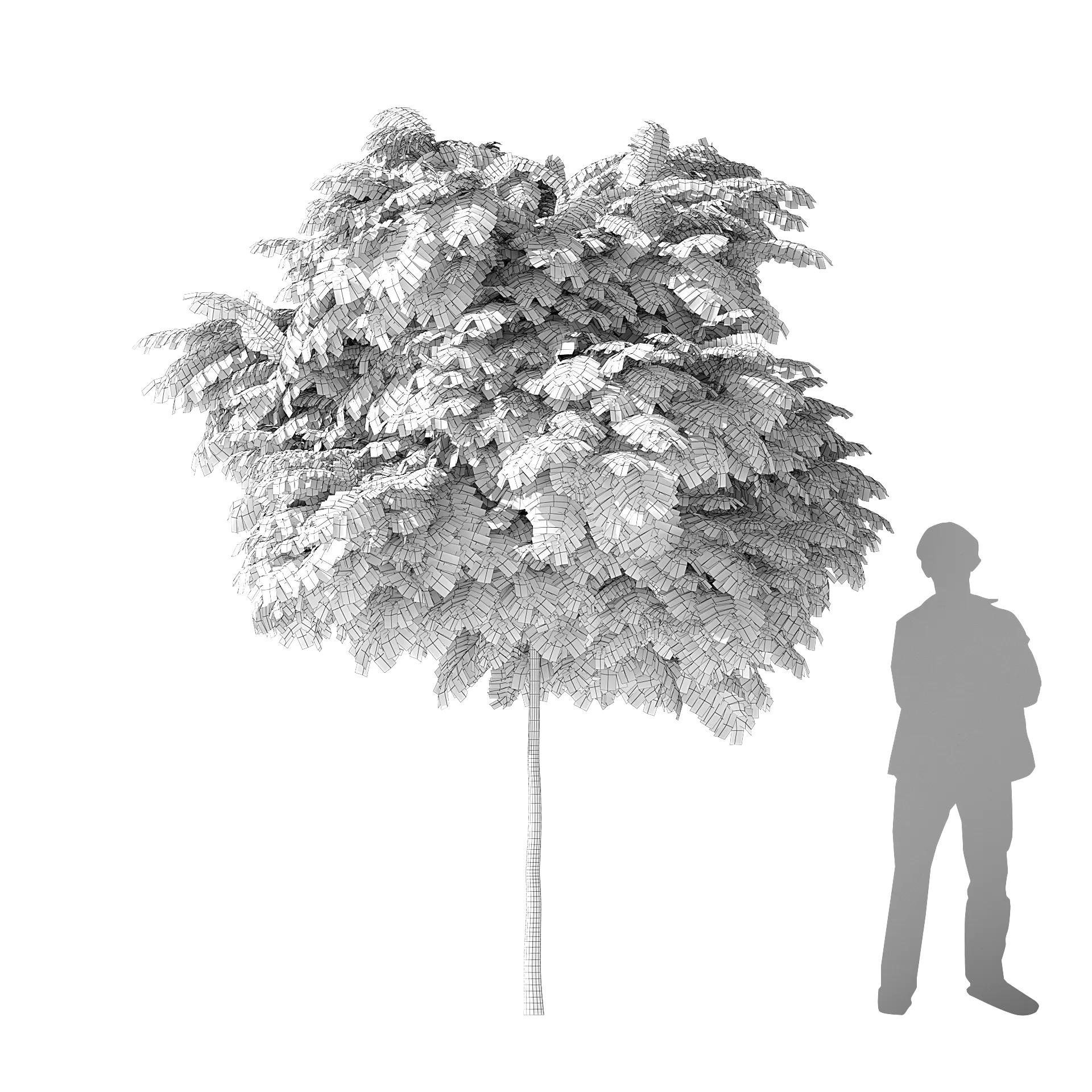 Silk Tree 3d model