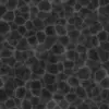 Brain Guts (5825) - Image 13