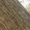 Flame Tree Bark (5169) - Image 2
