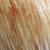 Orange Mushroom (5871) - Image 2