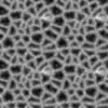 Stampled Zombie Skin (5903) - Image 7